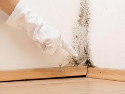 Best Attic Mold Removal  in Gateway, AK